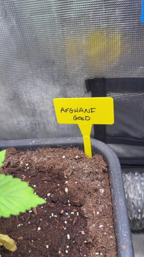Afghani Gold