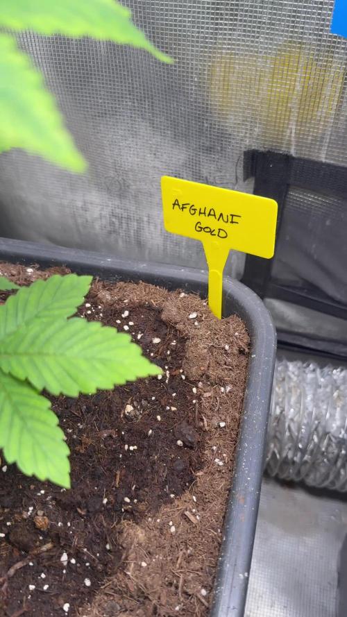 Afghani Gold