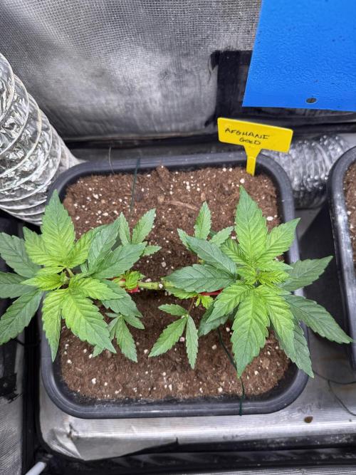 Afghani Gold. Week 6