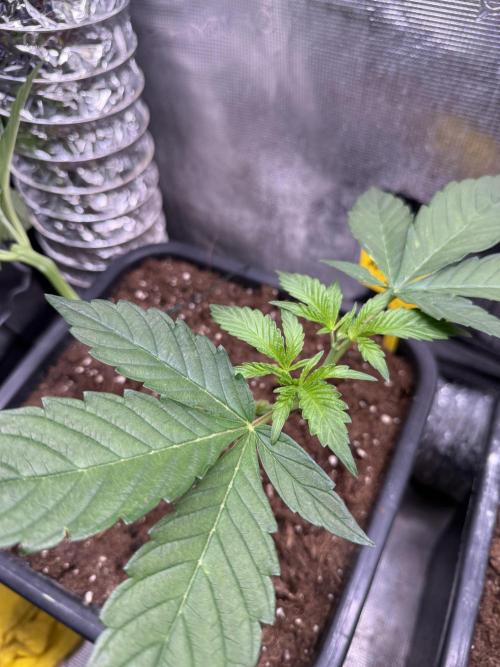 Afghani Gold. Week 7