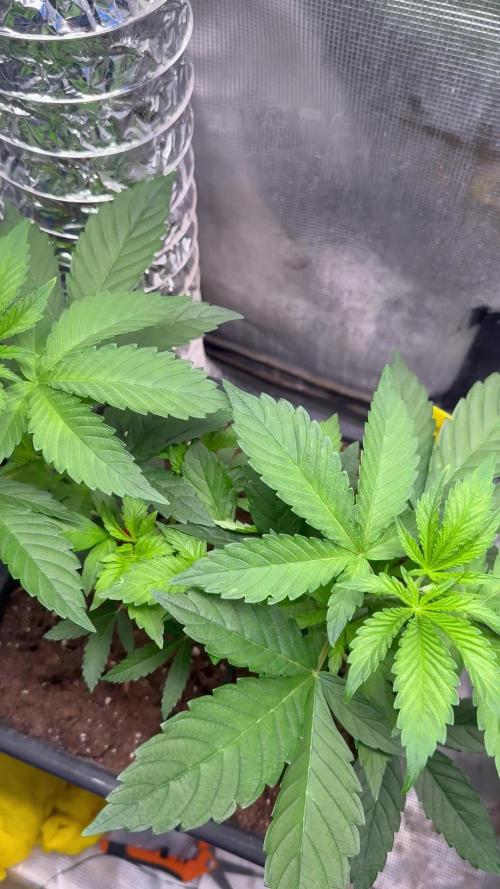 Afghani Gold