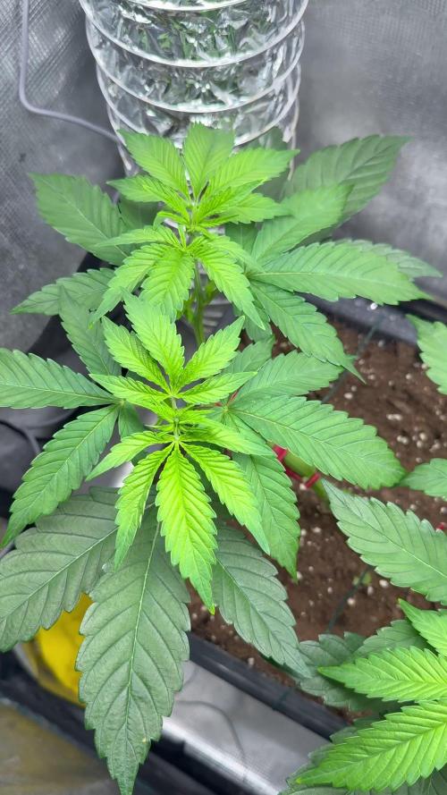 Afghani Gold