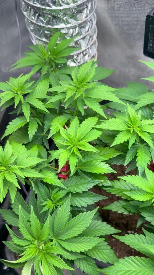 Super Skunk