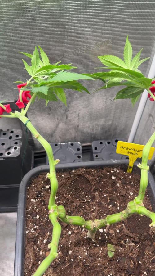 Afghani Gold