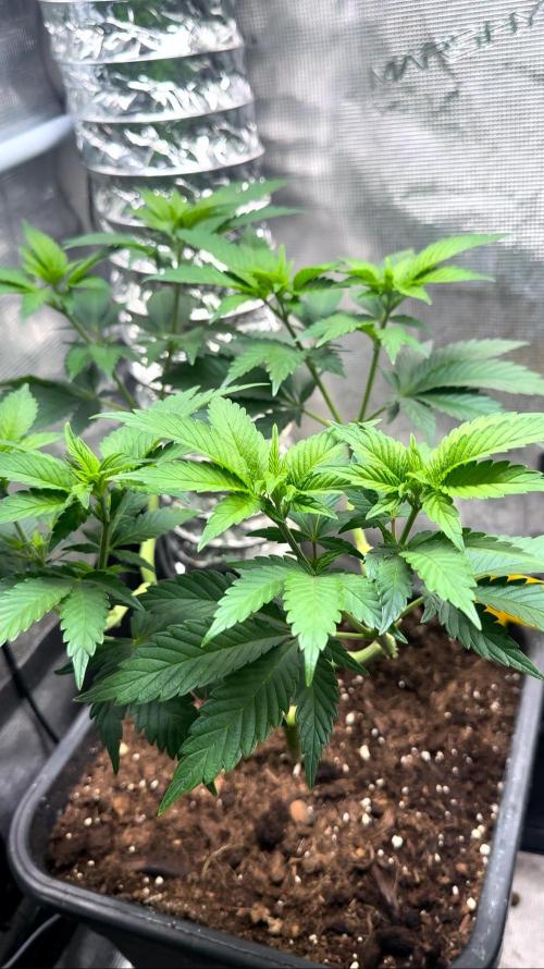 Super Skunk. Week 10