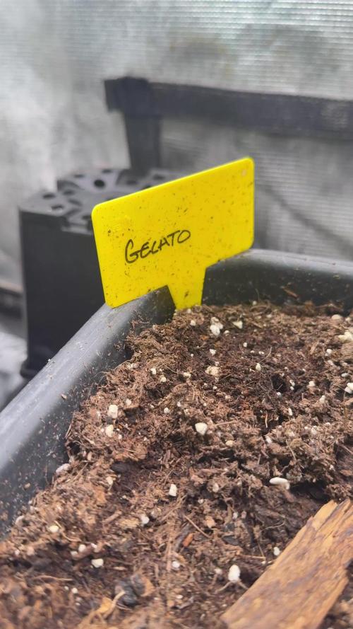 Gelato