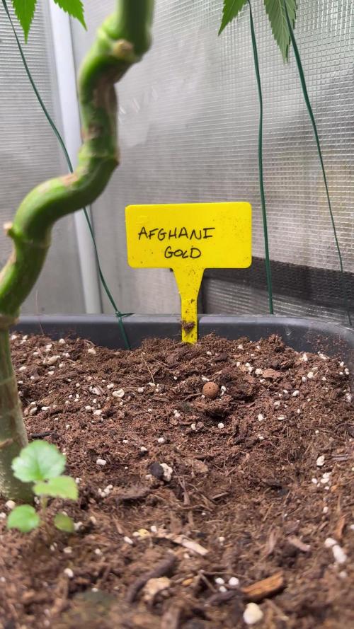 Afghani Gold