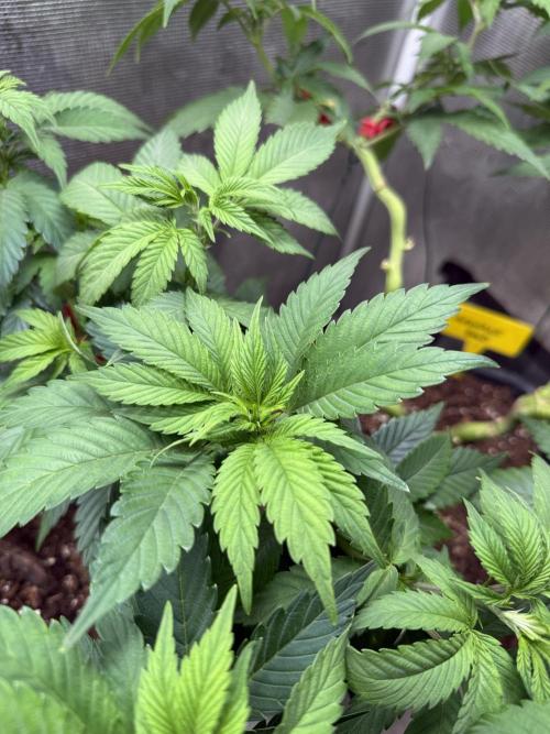 Afghani Gold. Week 11