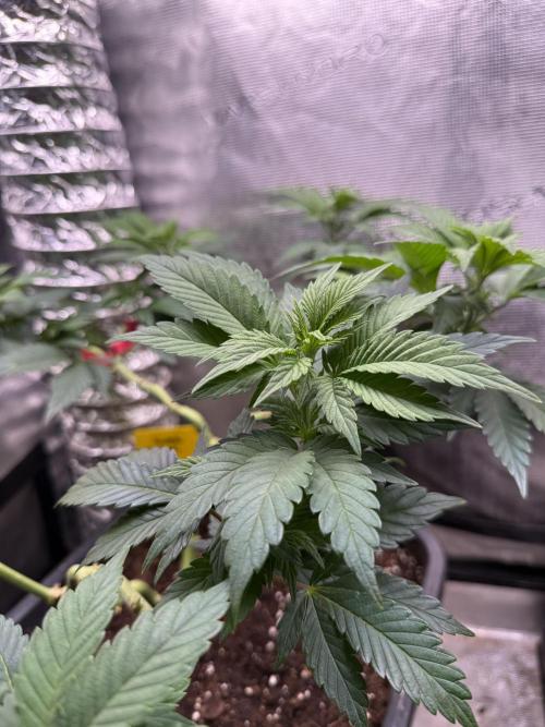 Super Skunk. Week 11