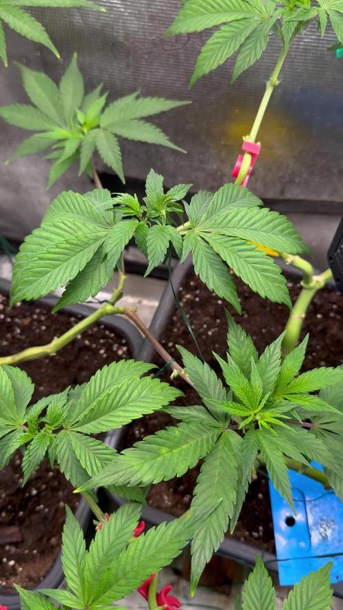 Super Skunk