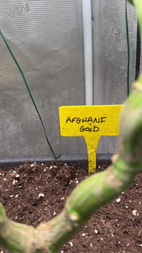 Afghani Gold