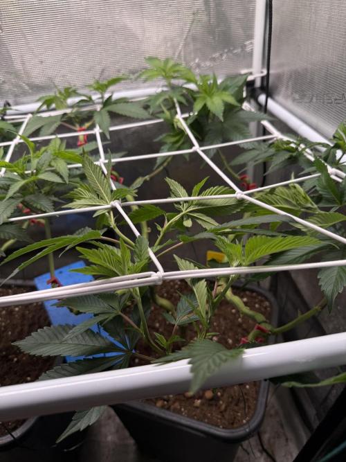 Afghani Gold. Week 13