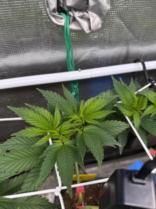 Super Skunk. Week 13