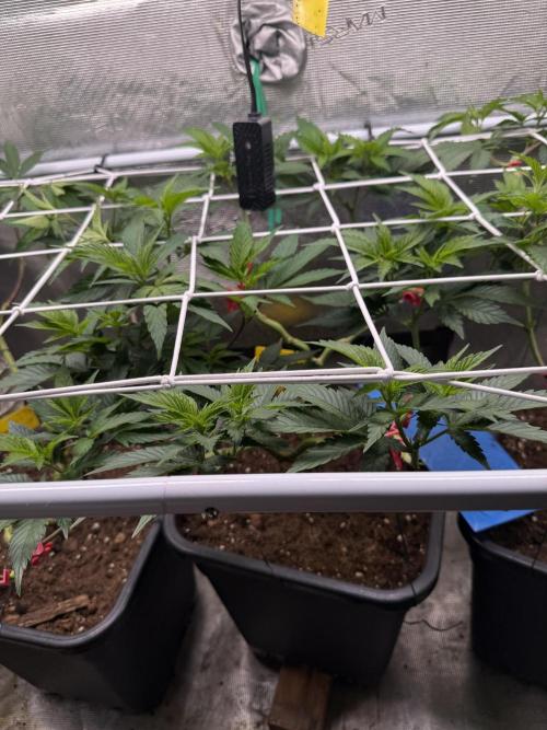 Super Skunk. Week 13