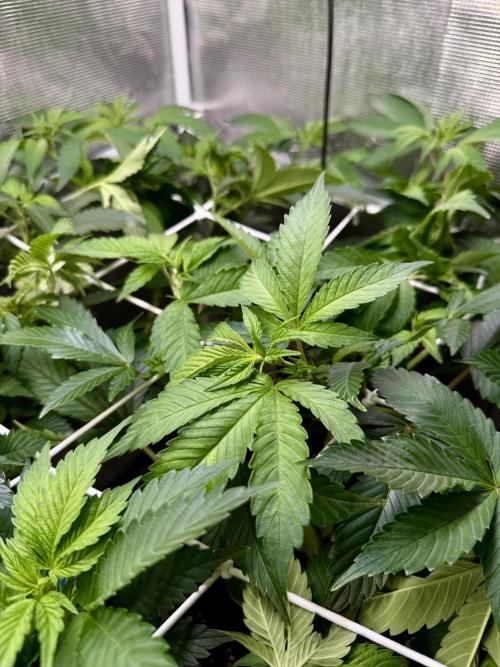 Afghani Gold. Week 14