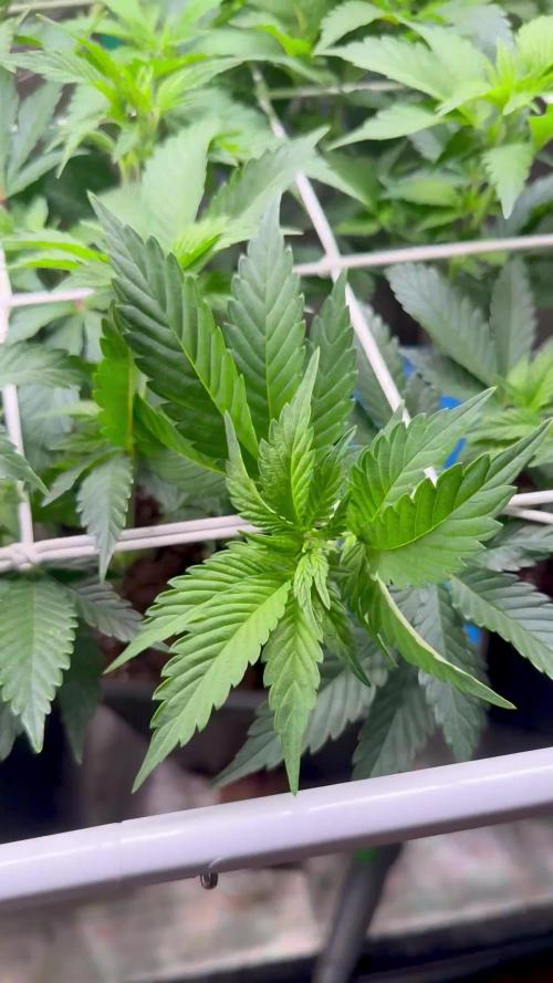 Super Skunk