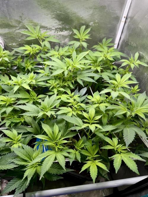 Afghani Gold. Week 15