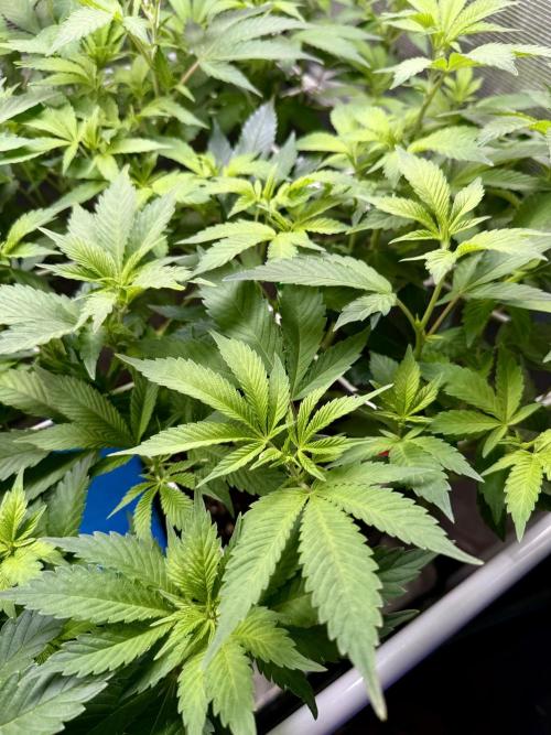 Afghani Gold. Week 15