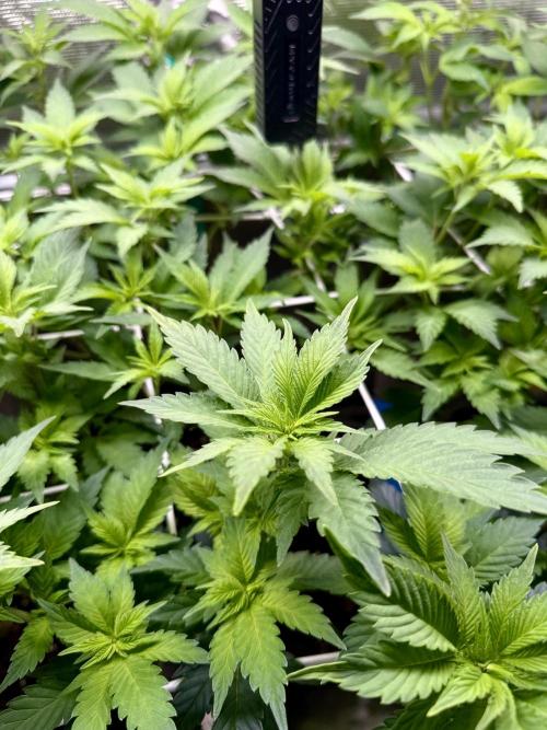 Super Skunk. Week 15