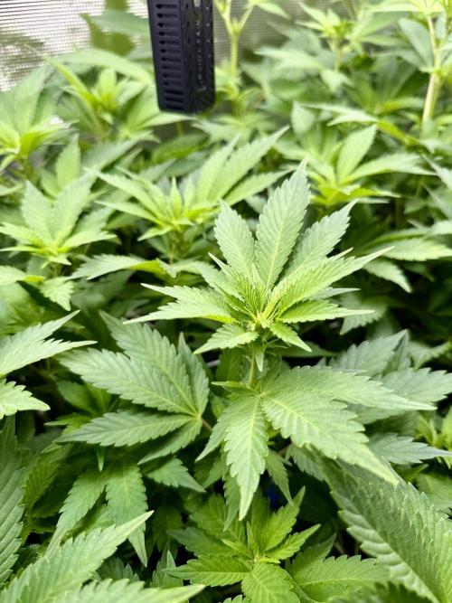Super Skunk. Week 16
