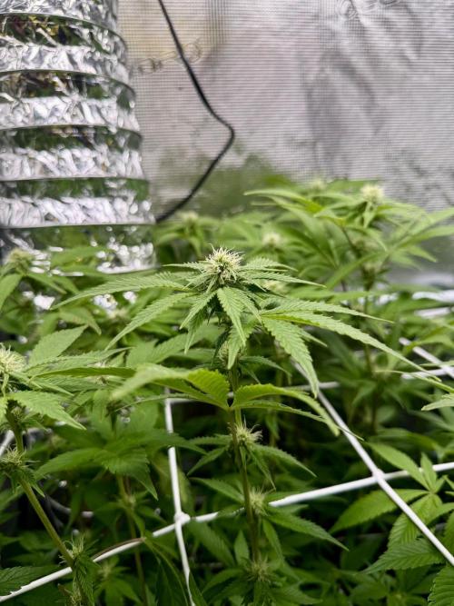 Gelato. Week 17