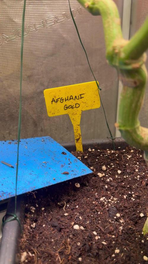 Afghani Gold