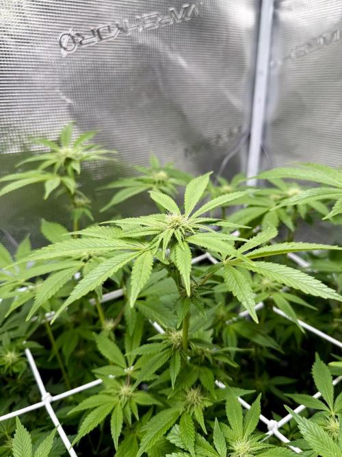 Afghani Gold. Week 17