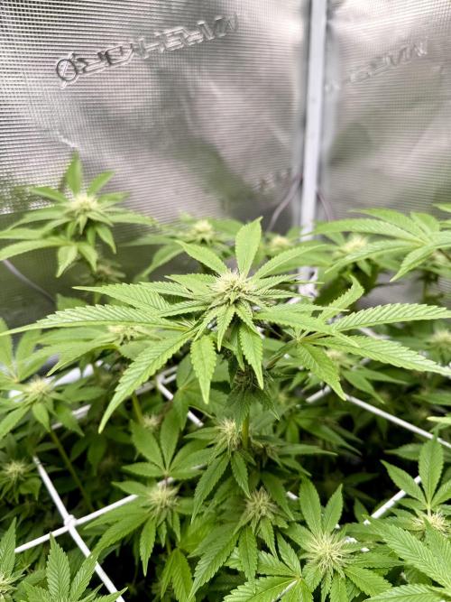 Afghani Gold. Week 18