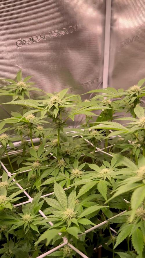 Afghani Gold