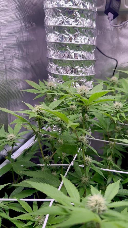 Gelato