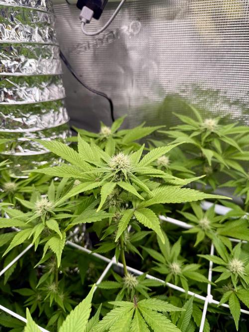 Gelato. Week 18