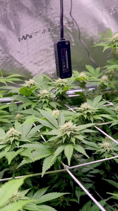 Super Skunk