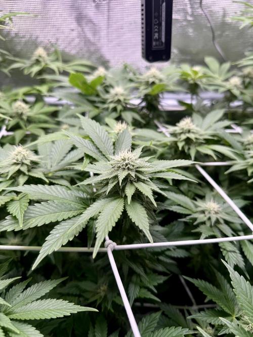 Super Skunk. Week 19