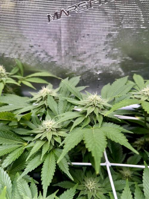 Super Skunk. Week 19