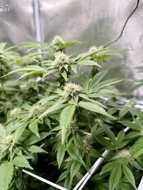 Afghani Gold. Week 19