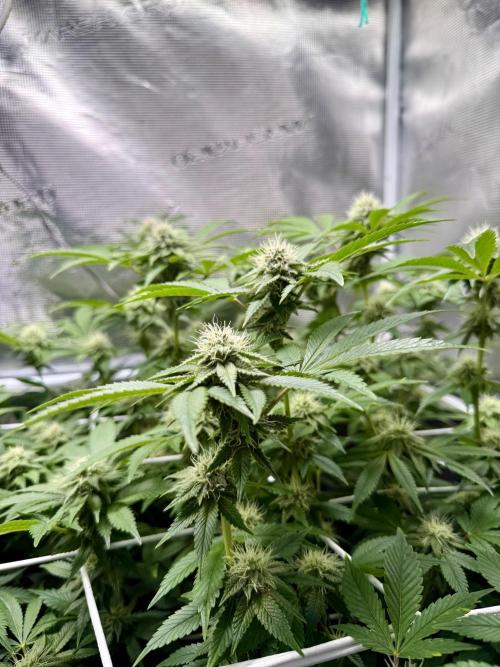 Afghani Gold. Week 19