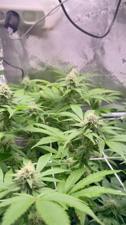 Gelato