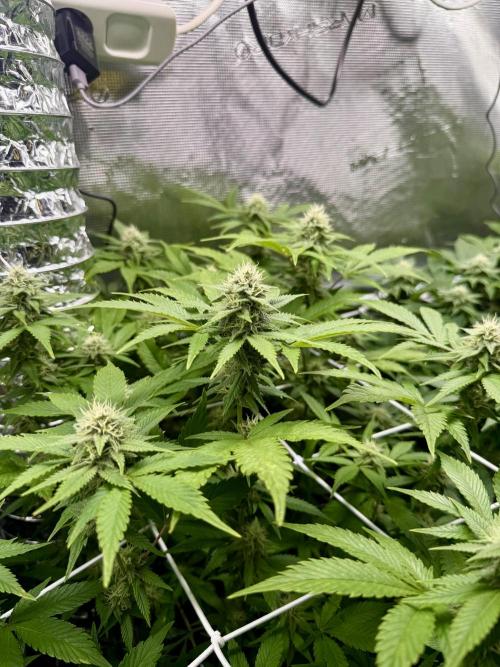 Gelato. Week 19