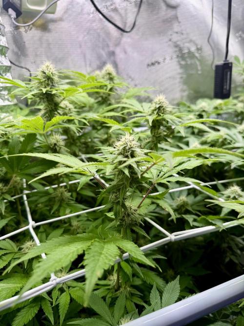 Gelato. Week 19