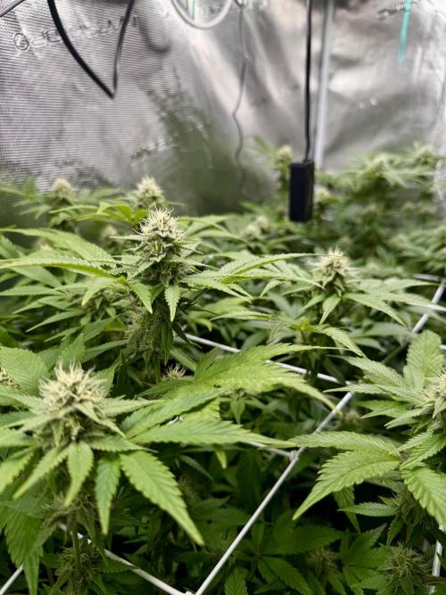 Gelato. Week 19