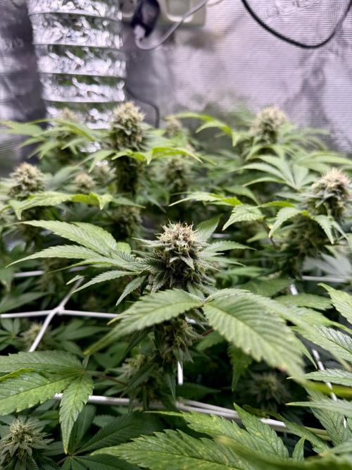 Gelato. Week 20