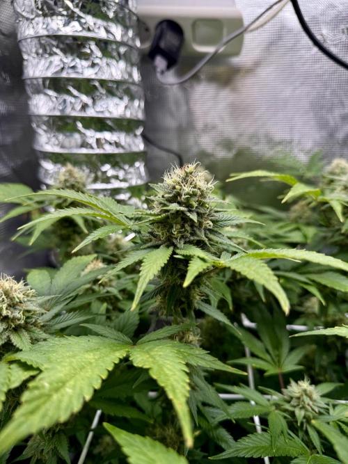 Gelato. Week 20