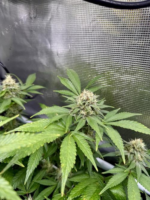 Gelato. Week 20