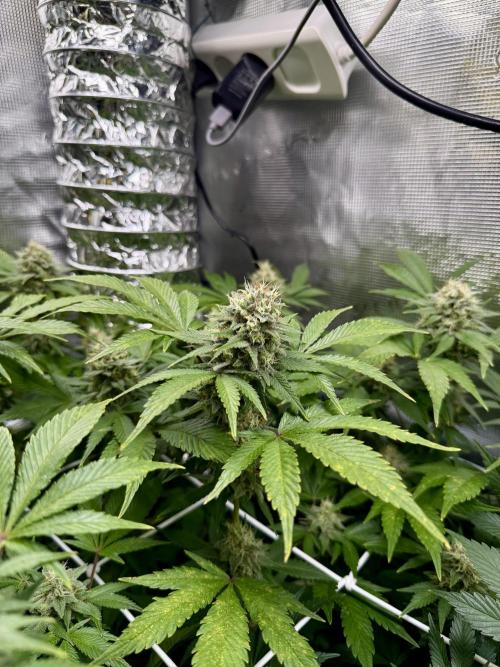 Gelato. Week 20