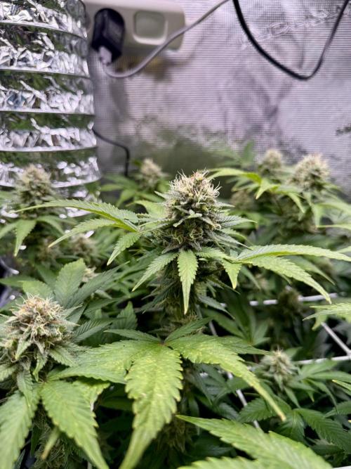 Gelato. Week 20