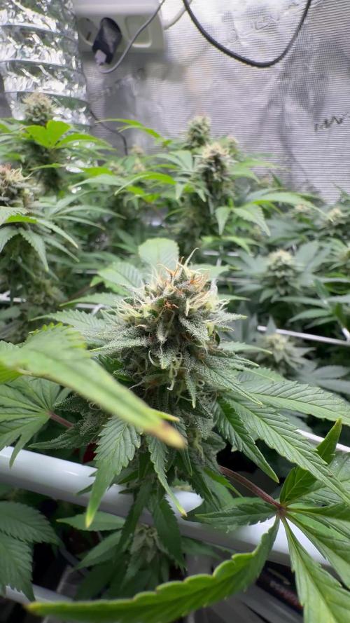 Gelato