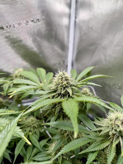 Afghani Gold. Week 20
