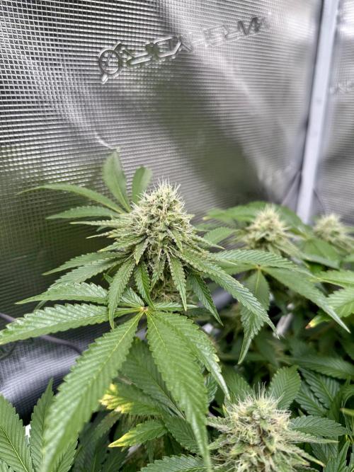 Afghani Gold. Week 20