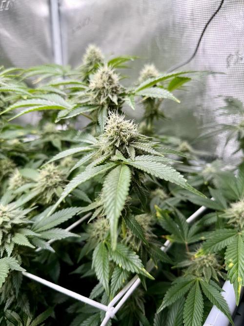 Afghani Gold. Week 20