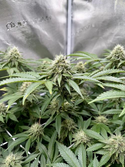 Afghani Gold. Week 20